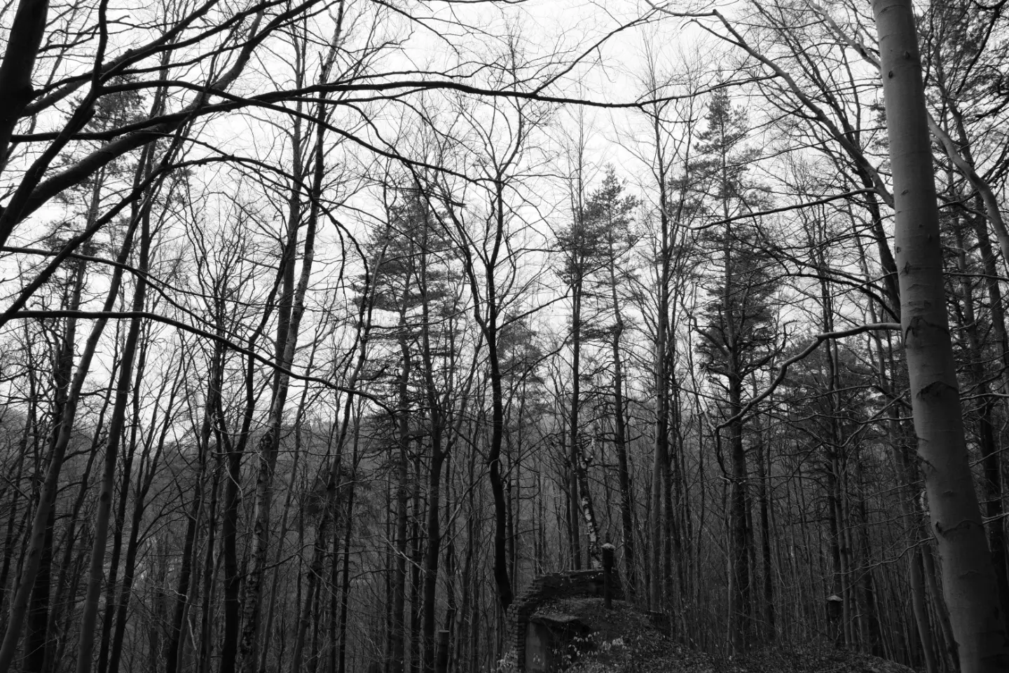 Bare trees in a misty forest landscape